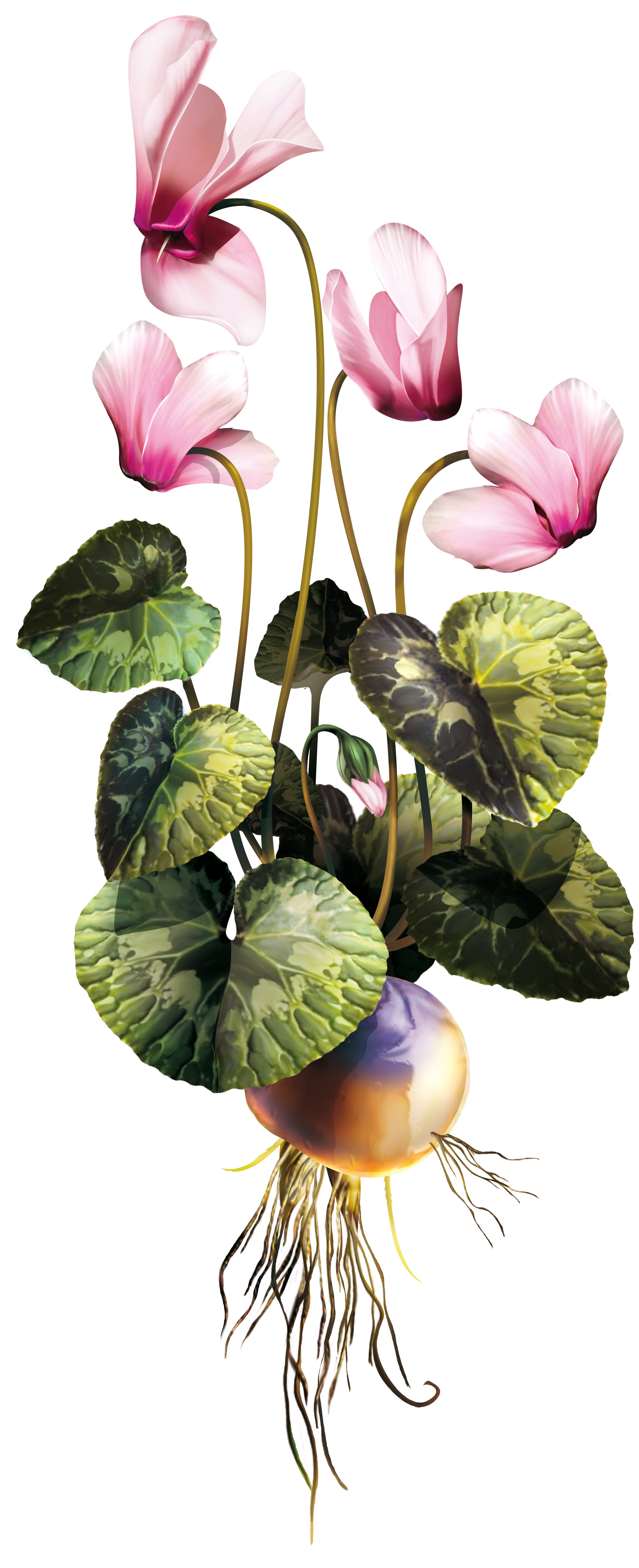 Cyclamen europaeum biljka